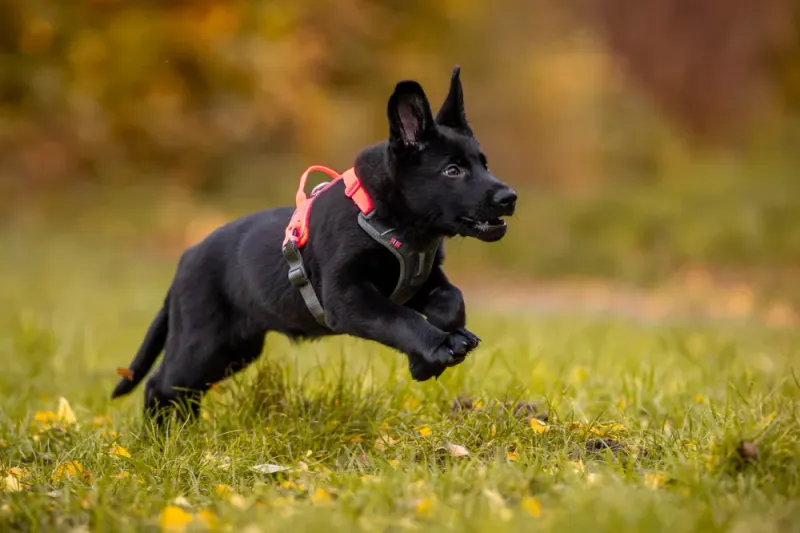 Ramble harness Orange